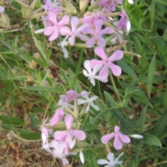 Saponaria officinalis (Soapwort, Bouncing Bet) at Paddys River, ACT - 24 Dec 2015 by michaelb