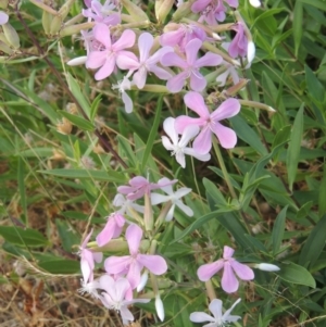 Saponaria officinalis at Paddys River, ACT - 24 Dec 2015