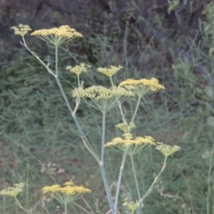 Foeniculum vulgare (Fennel) at Gordon, ACT - 27 Dec 2015 by MichaelBedingfield