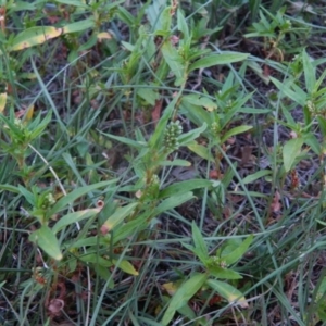 Persicaria prostrata at Gowrie, ACT - 24 Feb 2016 07:54 PM