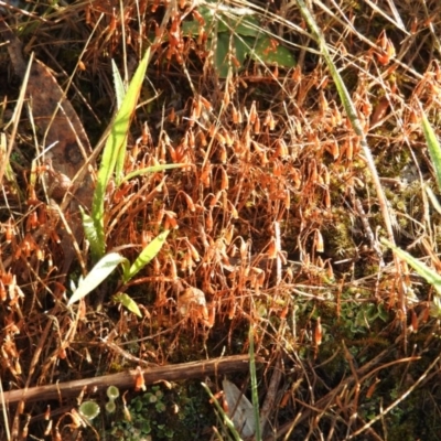 Unidentified at Wanniassa Hill - 4 Mar 2016 by ArcherCallaway