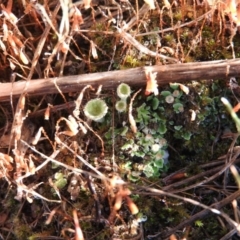 Cladonia sp. (genus) (Cup Lichen) at Wanniassa Hill - 4 Mar 2016 by RyuCallaway