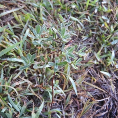 Hypericum perforatum (St John's Wort) at Wanniassa Hill - 4 Mar 2016 by RyuCallaway