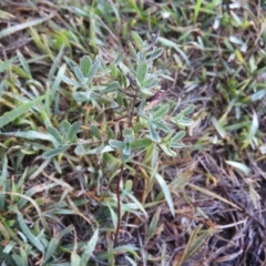 Hypericum perforatum (St John's Wort) at Fadden, ACT - 4 Mar 2016 by RyuCallaway