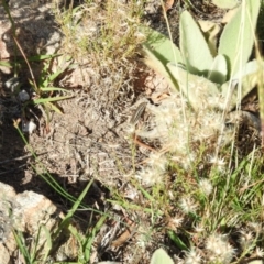 Ctenotus taeniolatus (Copper-tailed Skink) at Wanniassa Hill - 4 Mar 2016 by ArcherCallaway