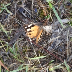 Heteronympha merope (Common Brown Butterfly) at Wanniassa Hill - 4 Mar 2016 by RyuCallaway