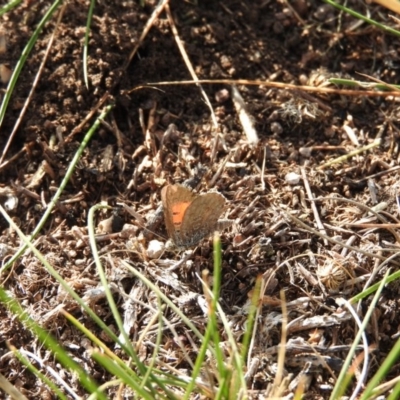 Lucia limbaria (Chequered Copper) at Wanniassa Hill - 4 Mar 2016 by RyuCallaway