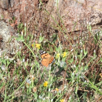 Vanessa kershawi (Australian Painted Lady) at Wanniassa Hill - 4 Mar 2016 by RyuCallaway