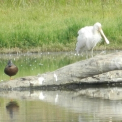 Platalea flavipes (Yellow-billed Spoonbill) at Fyshwick, ACT - 5 Apr 2015 by RyuCallaway