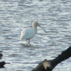 Platalea flavipes (Yellow-billed Spoonbill) at Mulligans Flat - 30 May 2015 by RyuCallaway