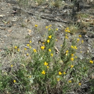 Chrysocephalum semipapposum at Symonston, ACT - 5 Mar 2016