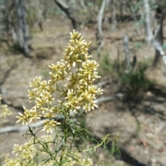 Cassinia quinquefaria (Rosemary Cassinia) at Symonston, ACT - 5 Mar 2016 by Mike