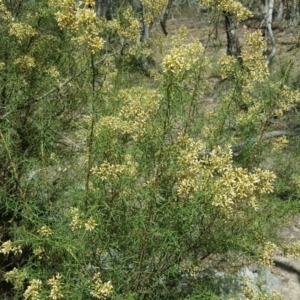 Cassinia quinquefaria at Symonston, ACT - 5 Mar 2016