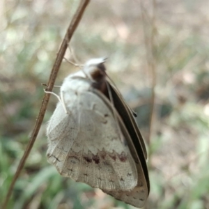 Junonia villida at Kowen, ACT - 5 Mar 2016 12:01 PM