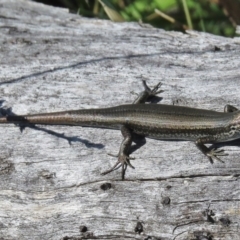 Pseudemoia entrecasteauxii (Woodland Tussock-skink) at Mount Clear, ACT - 4 Mar 2016 by JohnBundock