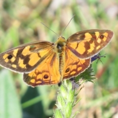 Heteronympha penelope (Shouldered Brown) at Mount Clear, ACT - 4 Mar 2016 by JohnBundock