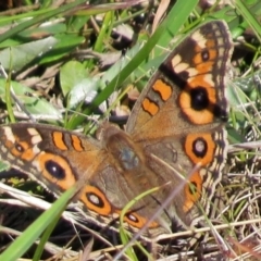 Junonia villida (Meadow Argus) at Mount Clear, ACT - 4 Mar 2016 by JohnBundock