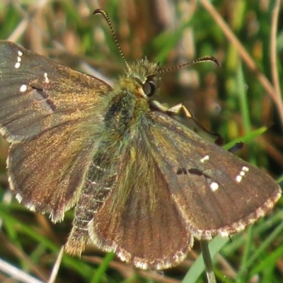 Atkinsia dominula (Two-brand grass-skipper) at Mount Clear, ACT - 4 Mar 2016 by JohnBundock