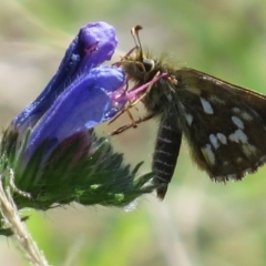 Atkinsia dominula at Mount Clear, ACT - 4 Mar 2016