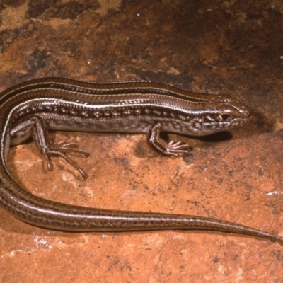 Ctenotus robustus (Robust Striped-skink) at Molonglo River Reserve - 31 Oct 1976 by wombey