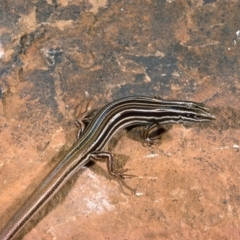 Ctenotus taeniolatus (Copper-tailed Skink) at Brindabella, NSW - 8 May 1976 by wombey