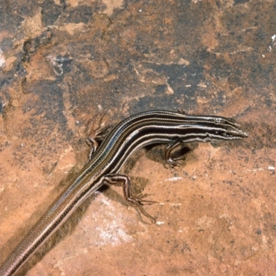 Ctenotus taeniolatus (Copper-tailed Skink) at Brindabella, NSW - 8 May 1976 by wombey