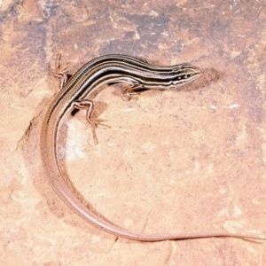 Ctenotus taeniolatus at Brindabella, NSW - 8 May 1976 12:00 AM