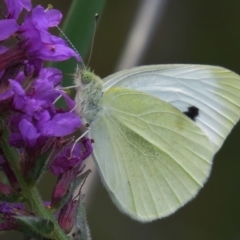 Pieris rapae (Cabbage White) at Paddys River, ACT - 5 Mar 2016 by JohnBundock