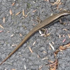 Eulamprus heatwolei (Yellow-bellied Water Skink) at Tidbinbilla Nature Reserve - 3 Mar 2016 by JohnBundock