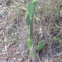 Opuntia sp. (Prickly Pear) at Jerrabomberra, NSW - 29 Feb 2016 by Raphus