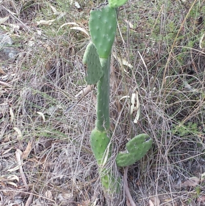 Opuntia sp. (Prickly Pear) at Jerrabomberra, NSW - 29 Feb 2016 by Raphus