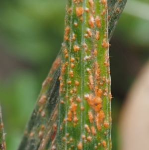 Puccinia celmisiae at Cotter River, ACT - 29 Feb 2016 10:43 AM