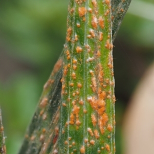 Puccinia celmisiae at Cotter River, ACT - 29 Feb 2016
