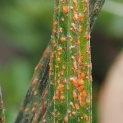 Puccinia celmisiae (An Orange-yellow Rust) at Cotter River, ACT - 28 Feb 2016 by KenT