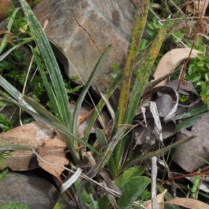 Puccinia celmisiae at Cotter River, ACT - 29 Feb 2016