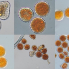 Puccinia celmisiae at Cotter River, ACT - 29 Feb 2016 10:43 AM