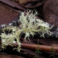 Usnea sp. (genus) (Bearded lichen) at Cotter River, ACT - 29 Feb 2016 by KenT