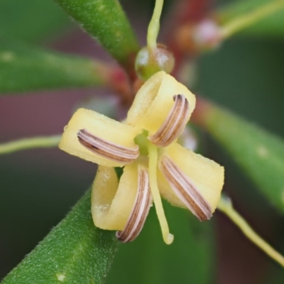 Persoonia subvelutina (Velvety Geebung) at Cotter River, ACT - 29 Feb 2016 by KenT