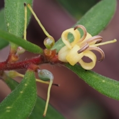 Persoonia subvelutina at Cotter River, ACT - 29 Feb 2016