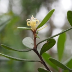 Persoonia subvelutina at Cotter River, ACT - 29 Feb 2016