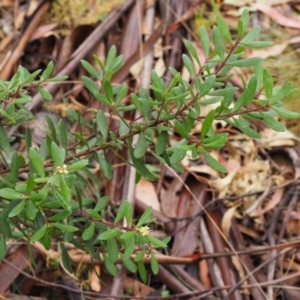 Persoonia subvelutina at Cotter River, ACT - 29 Feb 2016