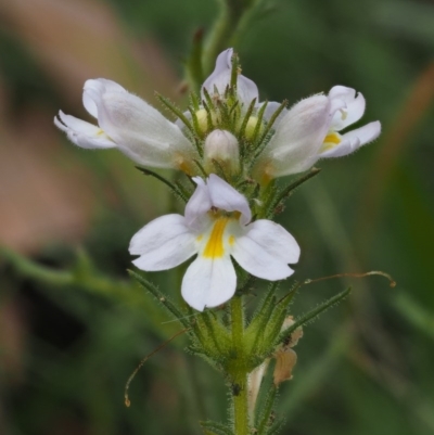 Euphrasia caudata (Tailed Eyebright) at Namadgi National Park - 29 Feb 2016 by KenT