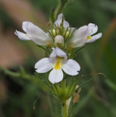 Euphrasia caudata (Tailed Eyebright) at Cotter River, ACT - 29 Feb 2016 by KenT