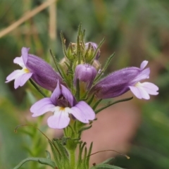 Euphrasia caudata at Cotter River, ACT - 29 Feb 2016