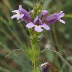 Euphrasia caudata at Cotter River, ACT - 29 Feb 2016