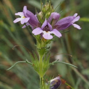 Euphrasia caudata at Cotter River, ACT - 29 Feb 2016