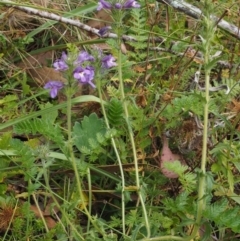 Euphrasia caudata at Cotter River, ACT - 29 Feb 2016