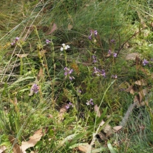 Euphrasia caudata at Cotter River, ACT - 29 Feb 2016