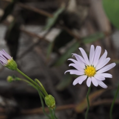 Brachyscome rigidula (Hairy Cut-leaf Daisy) at Tennent, ACT - 18 Feb 2016 by KenT