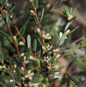 Monotoca scoparia at Tennent, ACT - 18 Feb 2016